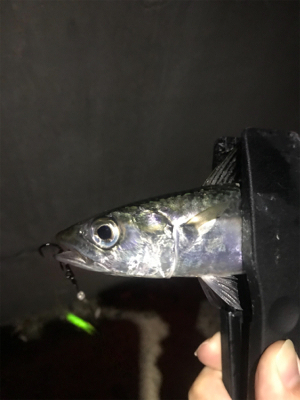 いるのはいる。