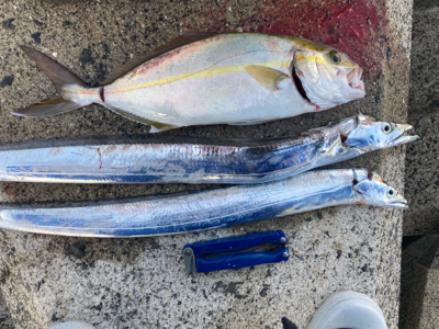 タチウオ、ネリゴ