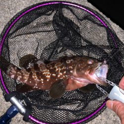 ちょっとマシな、アコウ！