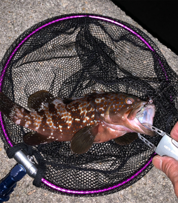 ちょっとマシな、アコウ！