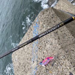 久しぶりのイカ