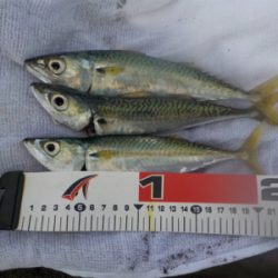 サバくん達が、ちっちゃくボイル!