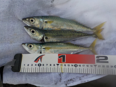 サバくん達が、ちっちゃくボイル!