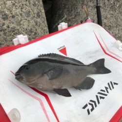 波止からフカセ&エギング