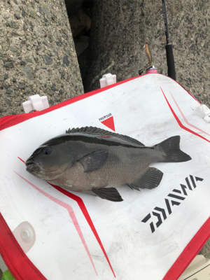 波止からフカセ&エギング