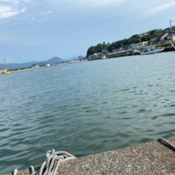 サンマみたいなサゴシ　