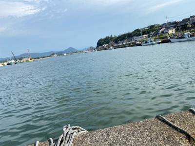 サンマみたいなサゴシ　