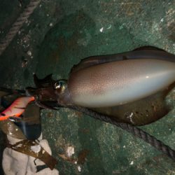 ボートエギング