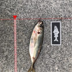 コスモスクエア釣果