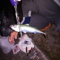 サバゲーを交わしてはぐれ太刀魚