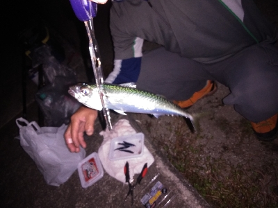 サバゲーを交わしてはぐれ太刀魚