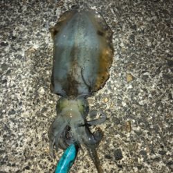 ナイトエギング