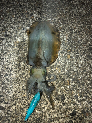 ナイトエギング