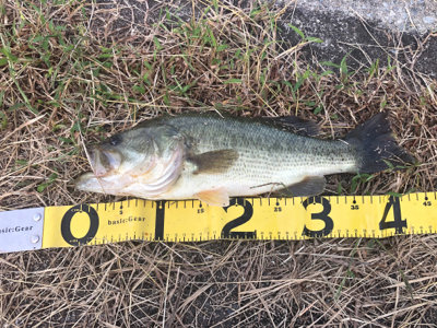 大減水での釣行