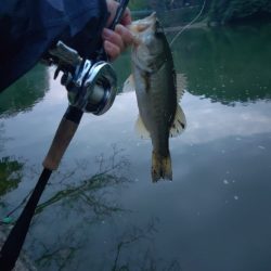 秋はバイブレーション