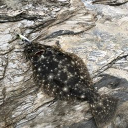 ロックショアで初ヒラメ