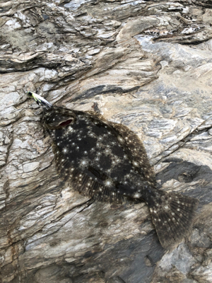 ロックショアで初ヒラメ