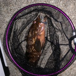 更にマシなアコウ！