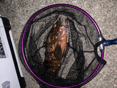 更にマシなアコウ！