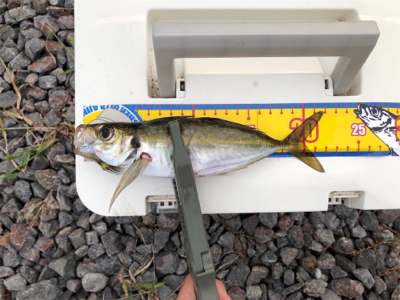 やっと秋突入！