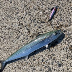 真昼間からショアジギングでサゴシ釣果！！