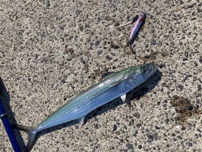 真昼間からショアジギングでサゴシ釣果！！