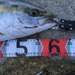 朝マヅメ一投目