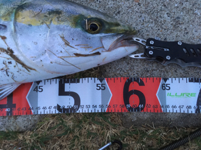 朝マヅメ一投目