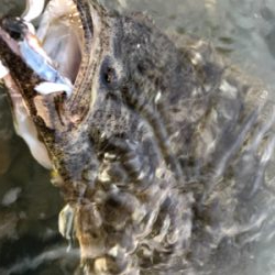 ウェーディング deヒラメ