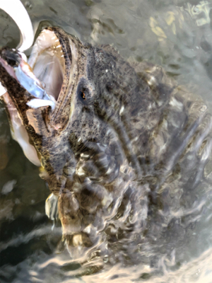 ウェーディング deヒラメ