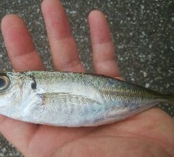 障泥烏賊1杯！中アジ1匹！