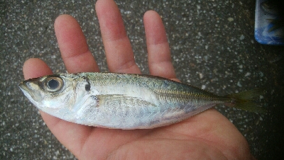 障泥烏賊1杯！中アジ1匹！