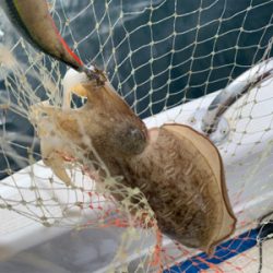 マイボートでティップラン釣行