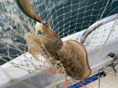 マイボートでティップラン釣行