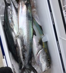 ライトジギング