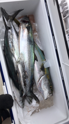 ライトジギング