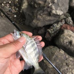 大井競馬場裏のハゼ