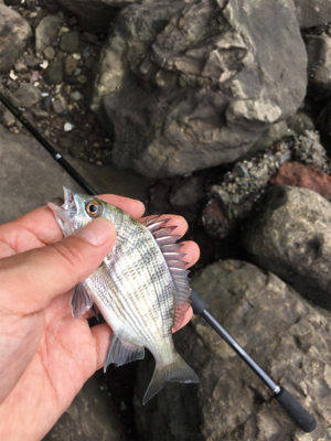 大井競馬場裏のハゼ