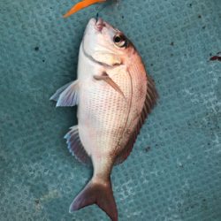 なかなか調子がいいですね