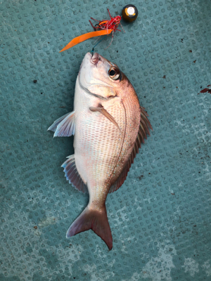 なかなか調子がいいですね