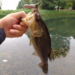 秋のカバー打ち