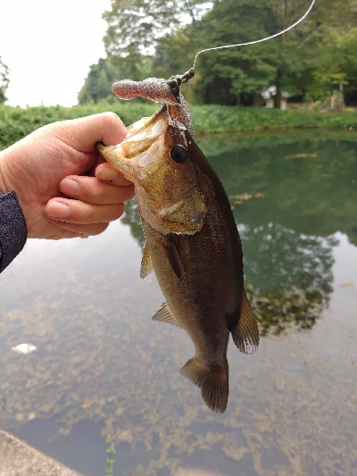 秋のカバー打ち