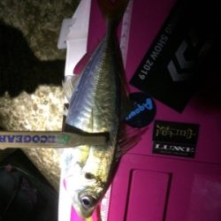 アジ荒ぐい始めました