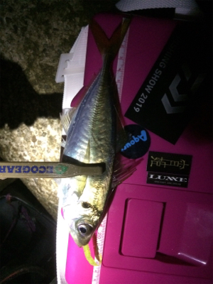 アジ荒ぐい始めました