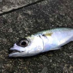 朝マズメアジング