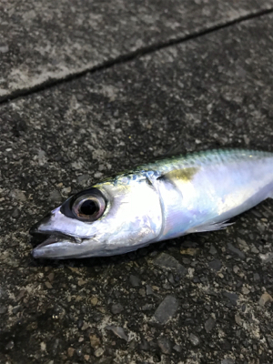 朝マズメアジング