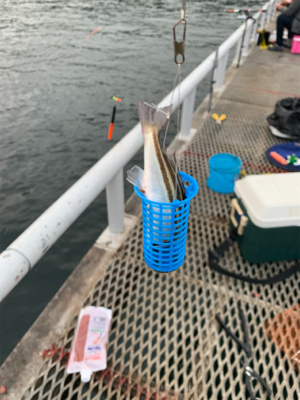 初とっとパーク