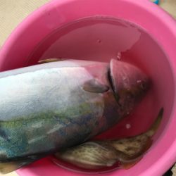 エサとルアーで