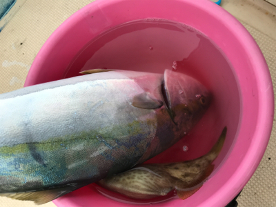 エサとルアーで