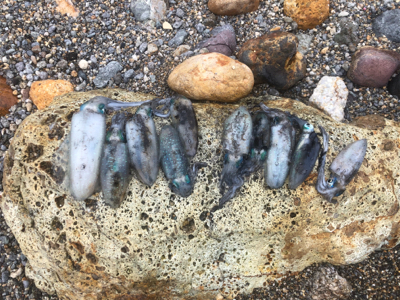 楽しめましたよ